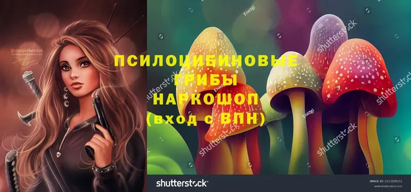 Галлюциногенные грибы Psilocybe  Западная Двина 